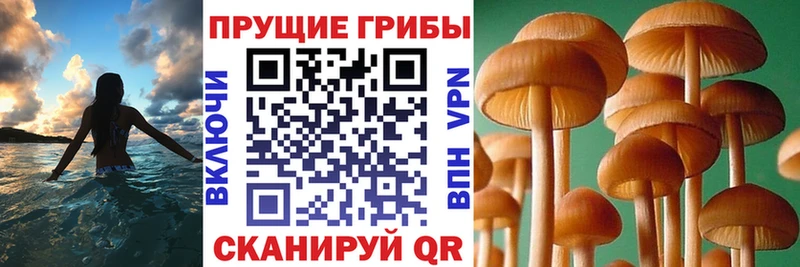 Галлюциногенные грибы MAGIC MUSHROOMS  мега ссылки  Волгореченск 